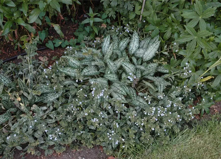 Großgeflecktes Garten-Lungenkraut 'Opal'