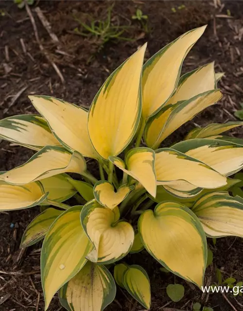 Hosta x tardiana 'June' -R-