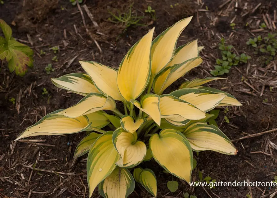 Hosta x tardiana 'June' -R-