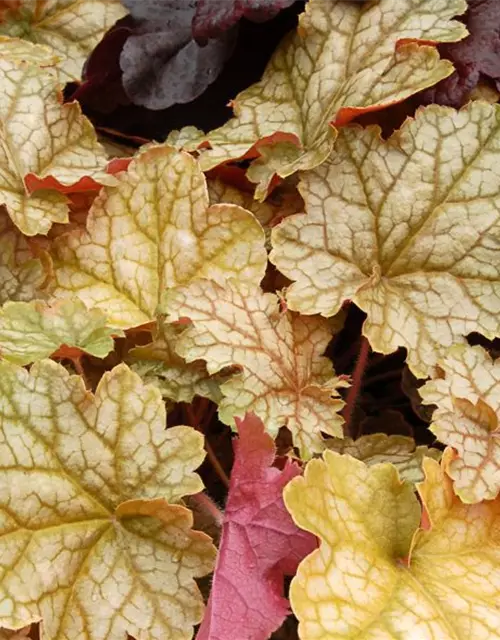 Heuchera x cult. SODA-Ser.'Ginger Ale' -R-