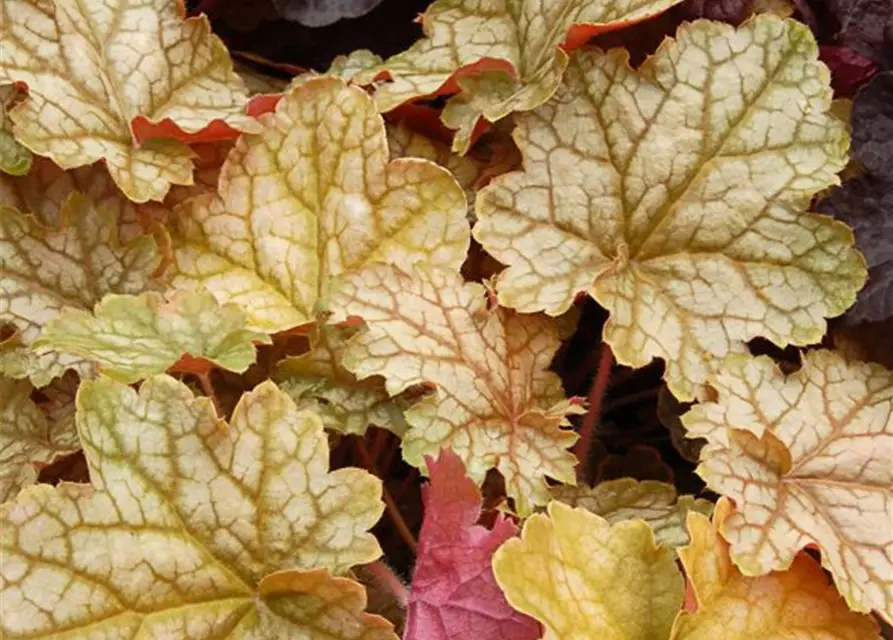 Heuchera x cult. SODA-Ser.'Ginger Ale' -R-