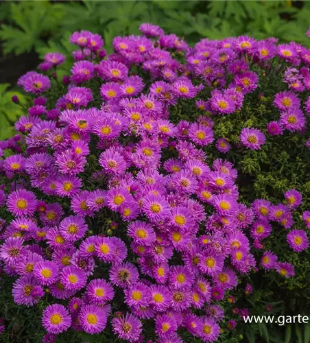 Garten-Kissen-Aster 'Heinz Richard'