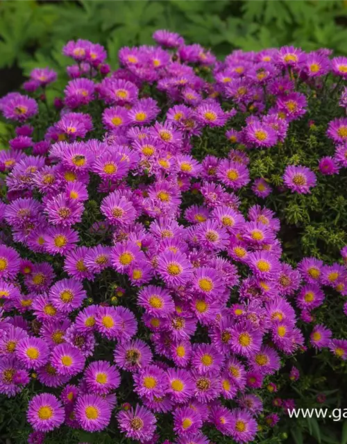 Garten-Kissen-Aster 'Heinz Richard'