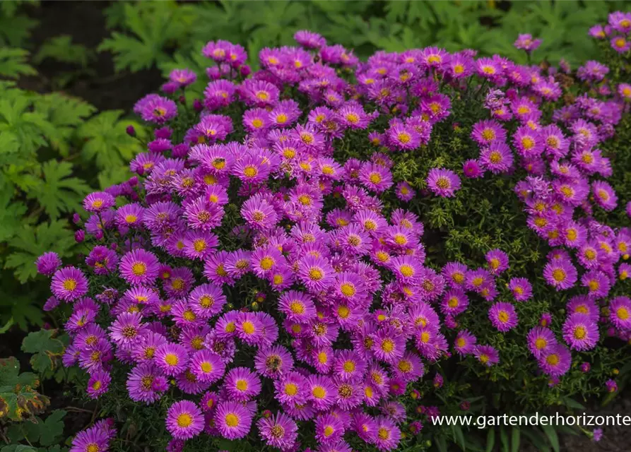 Garten-Kissen-Aster 'Heinz Richard'