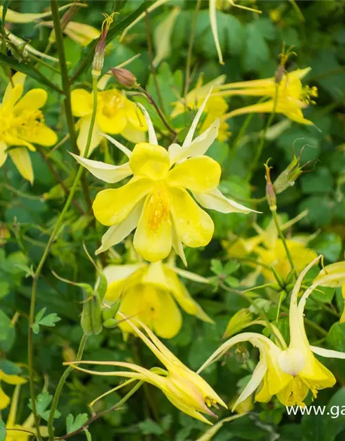 Langspornige Garten-Akelei 'Yellow Queen'