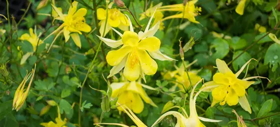 Langspornige Garten-Akelei 'Yellow Queen'