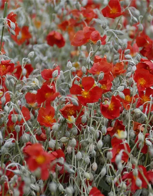 Garten-Sonnenröschen 'Henfield Brilliant'