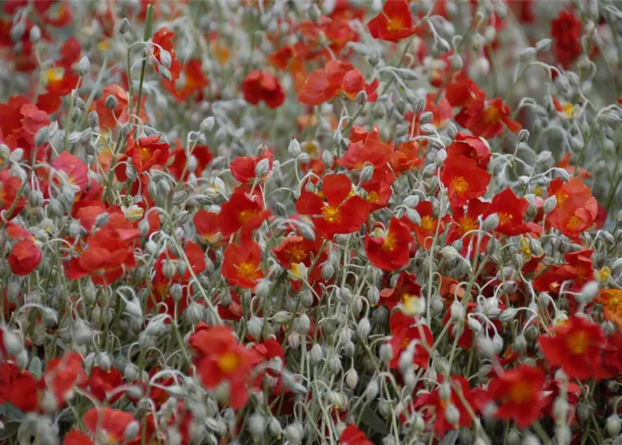 Garten-Sonnenröschen 'Henfield Brilliant'