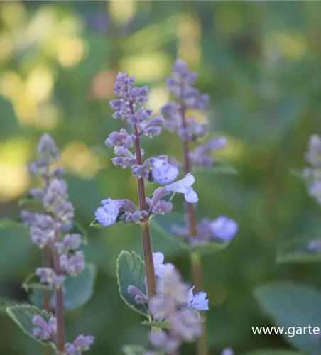 Großblütige Garten-Katzenminze 'Blue Danube'