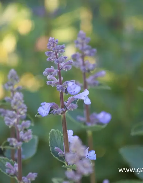 Großblütige Garten-Katzenminze 'Blue Danube'