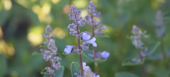 Großblütige Garten-Katzenminze 'Blue Danube'