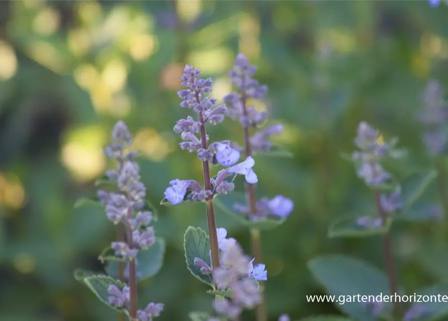 Großblütige Garten-Katzenminze 'Blue Danube'