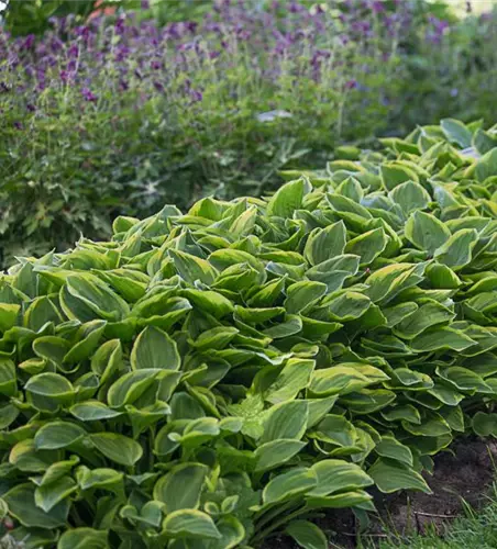 Kleine Gelbrand-Garten-Funkie 'Golden Tiara'