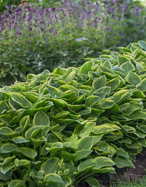 Kleine Gelbrand-Garten-Funkie 'Golden Tiara'