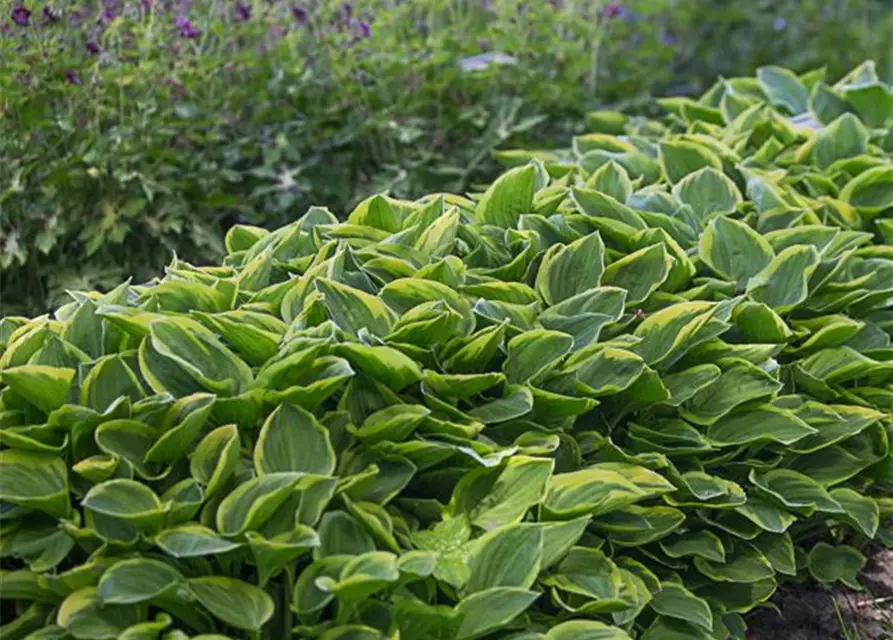 Kleine Gelbrand-Garten-Funkie 'Golden Tiara'