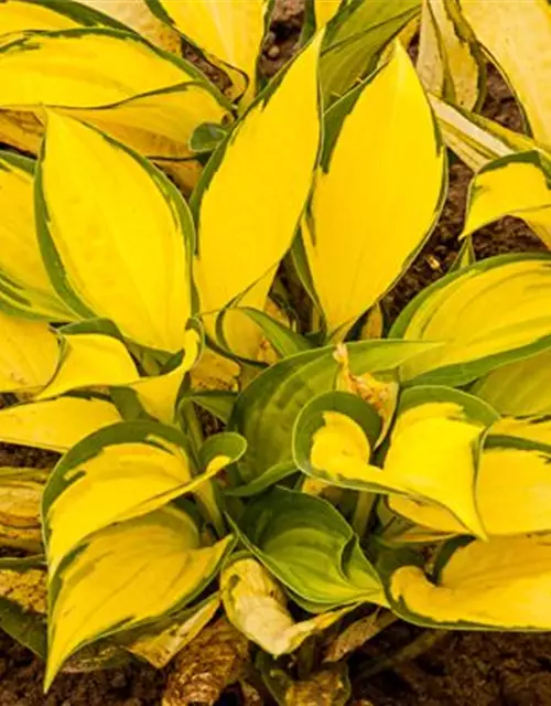 Hosta x fortunei 'Orange Marmalade'