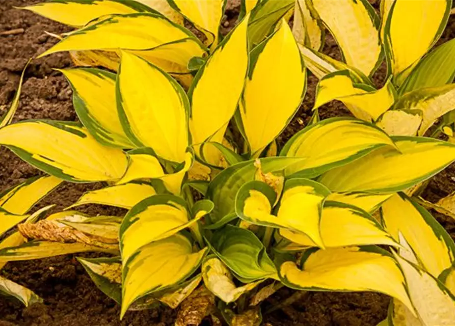 Hosta x fortunei 'Orange Marmalade'