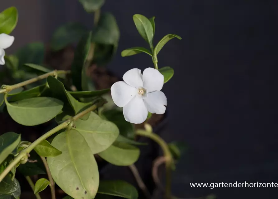 Kleines Garten-Immergrün 'Alba'