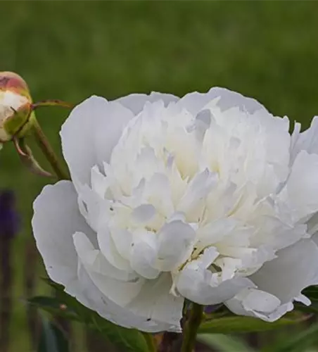 Garten-Pfingstrose 'Duchesse de Nemours'