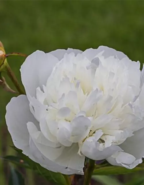 Garten-Pfingstrose 'Duchesse de Nemours'