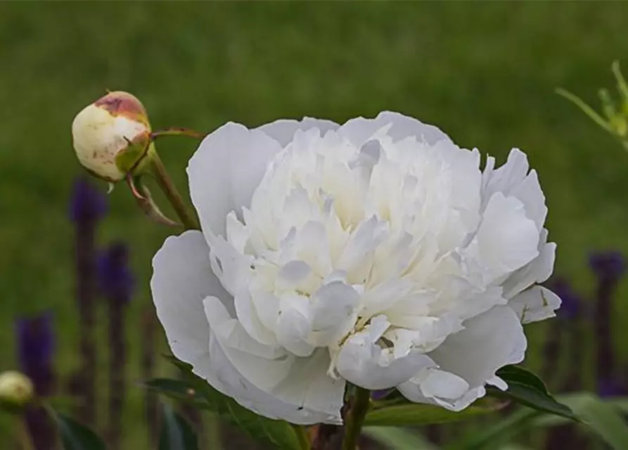 Garten-Pfingstrose 'Duchesse de Nemours'