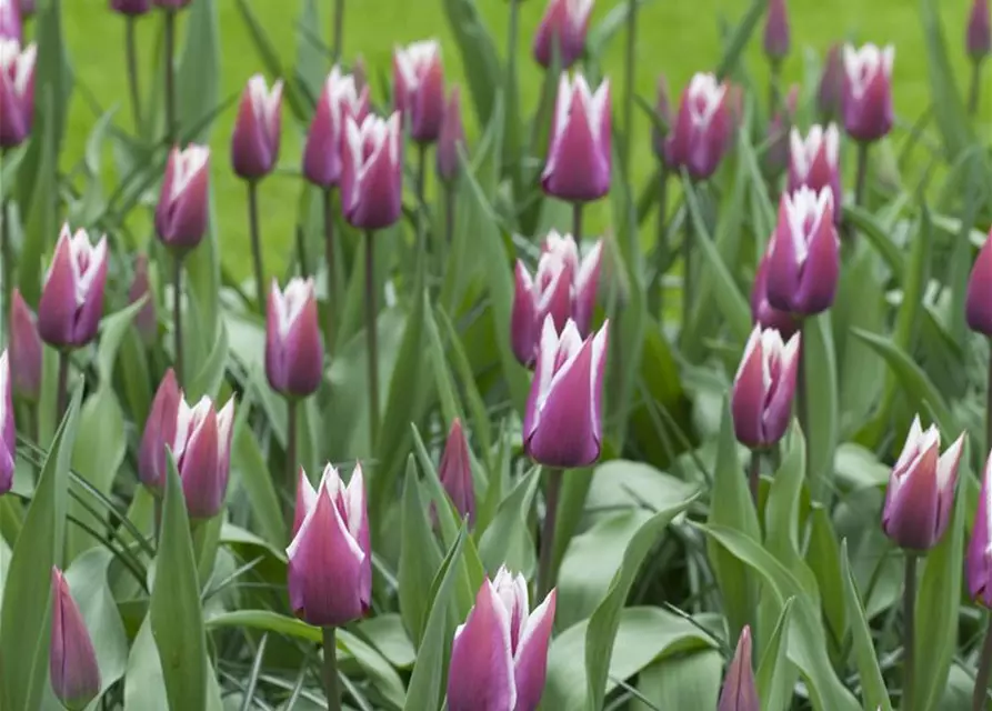 Lilienblütige Tulpe 'Claudia'