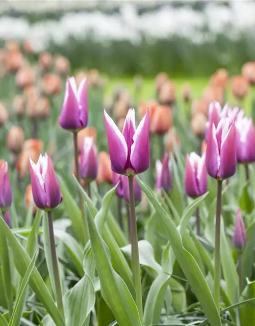 Lilienblütige Tulpe 'Claudia'