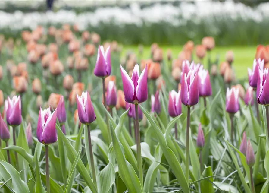 Lilienblütige Tulpe 'Claudia'