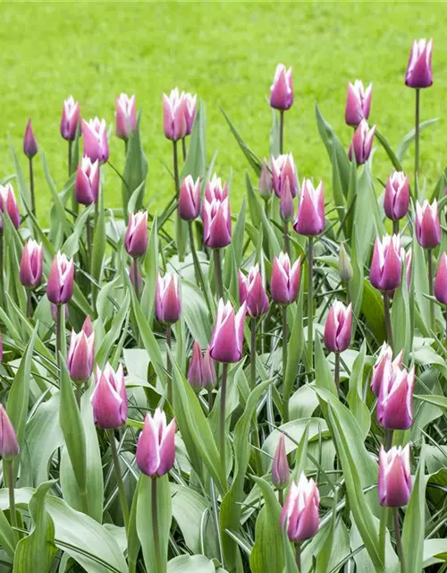 Lilienblütige Tulpe 'Claudia'