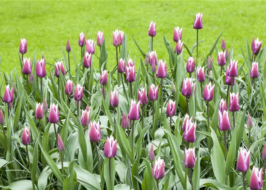 Lilienblütige Tulpe 'Claudia'