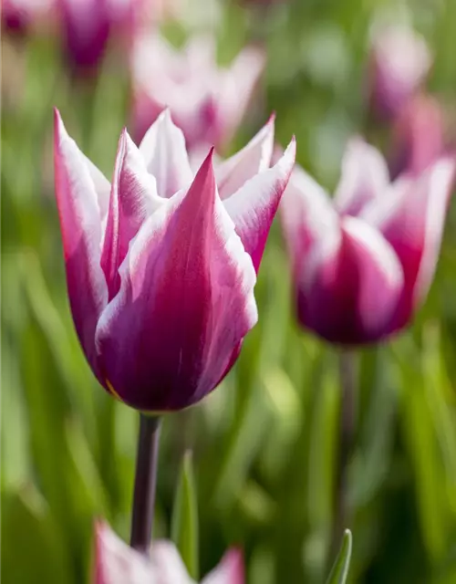 Lilienblütige Tulpe 'Claudia'