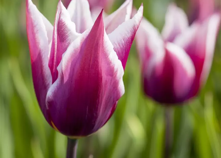 Lilienblütige Tulpe 'Claudia'