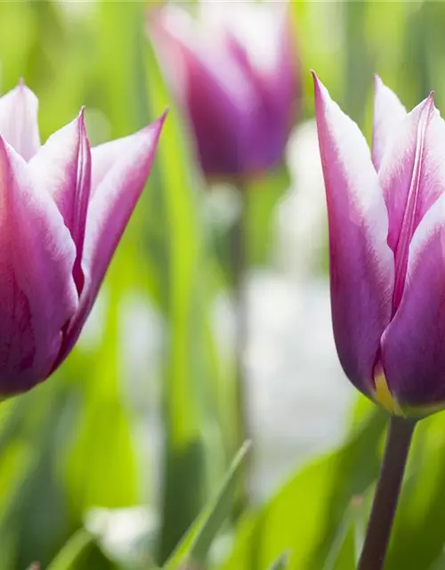 Lilienblütige Tulpe 'Claudia'