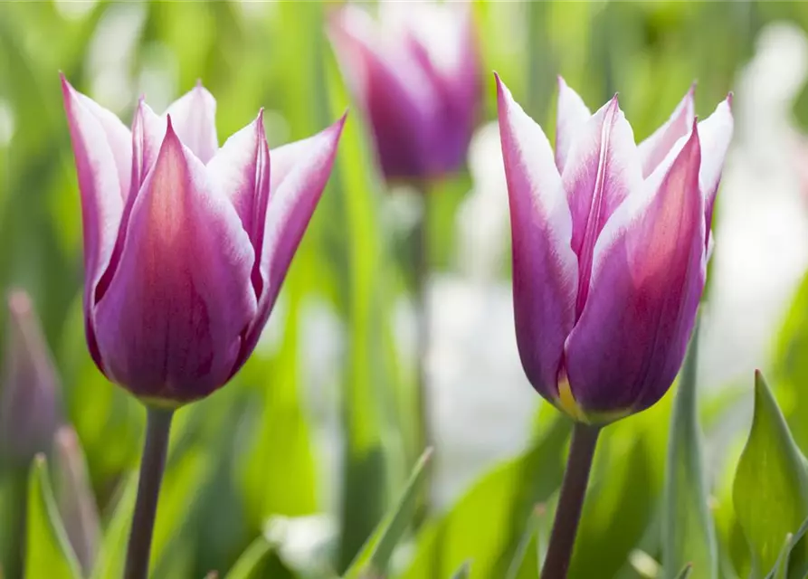 Lilienblütige Tulpe 'Claudia'