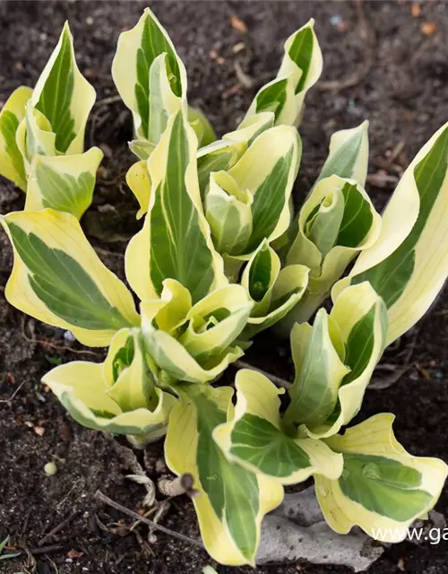 Hosta x fortunei 'Hanky Panky'