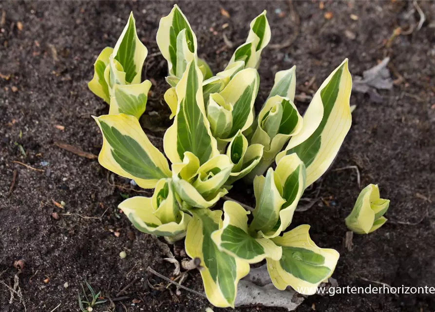 Hosta x fortunei 'Hanky Panky'