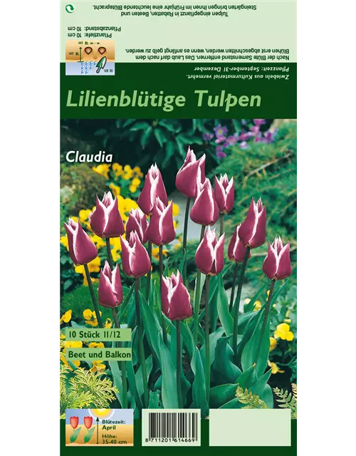 Lilienblütige Tulpe 'Claudia'