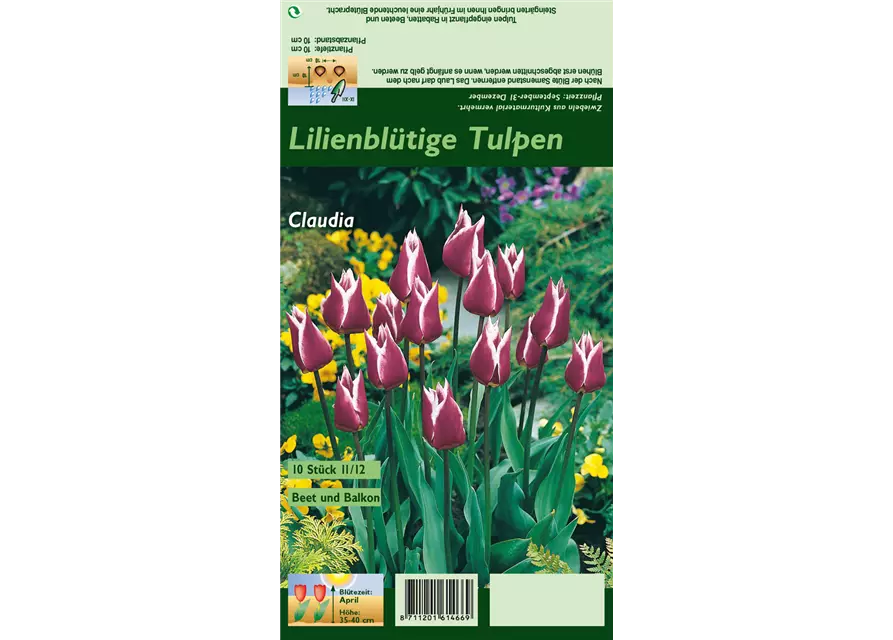 Lilienblütige Tulpe 'Claudia'