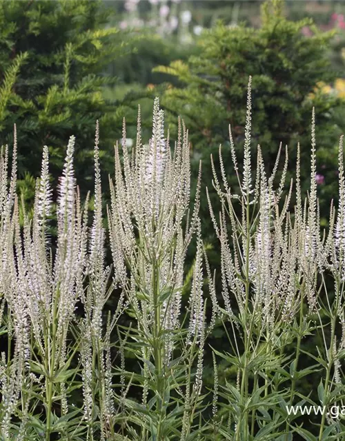 Garten-Kandelaberehrenpreis 'Diana'