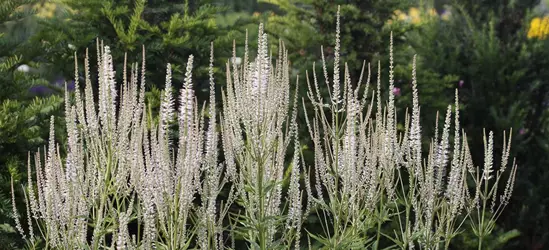 Garten-Kandelaberehrenpreis 'Diana'