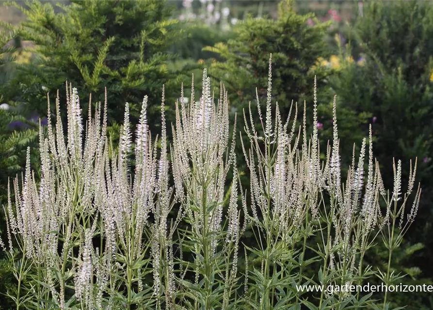 Garten-Kandelaberehrenpreis 'Diana'