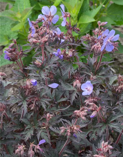 Geranium pratense 'Hocus Pocus'