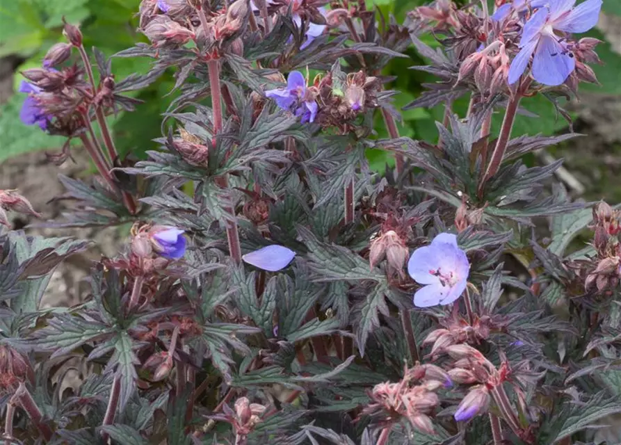 Geranium pratense 'Hocus Pocus'