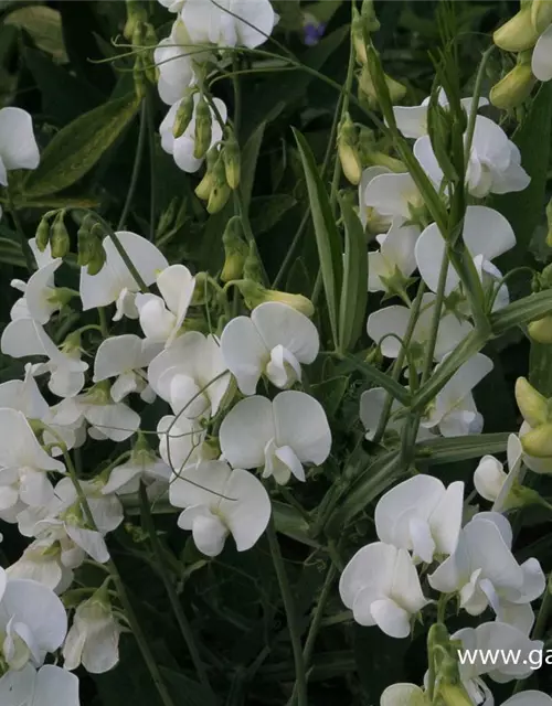 Lathyrus latifolius 'Weiße Perle'