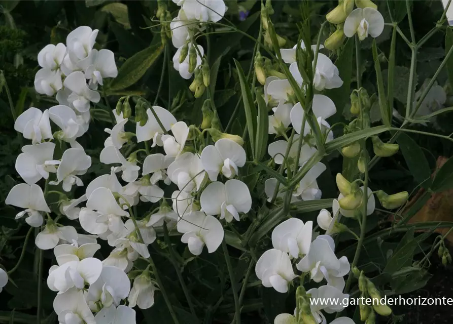 Lathyrus latifolius 'Weiße Perle'