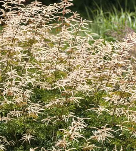 Kleiner Geißbart 'Noble Spirit'