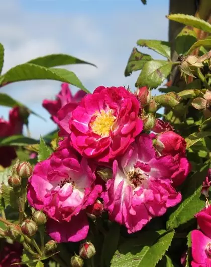 Kletterrose 'Perennial Blue'®