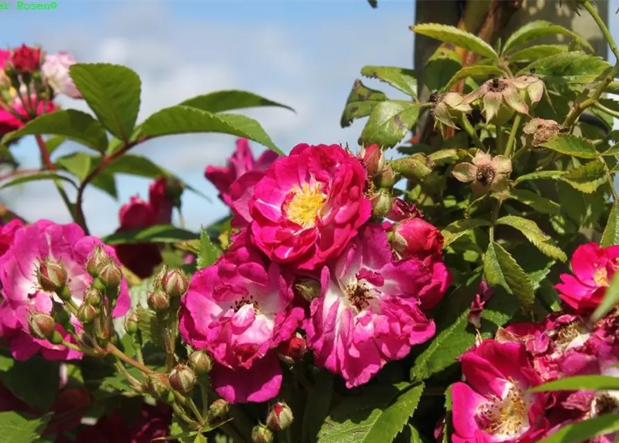 Kletterrose 'Perennial Blue'®