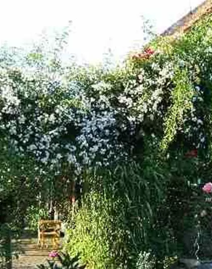 Kletterrose 'Paul's Himalayan Musk Rambler'