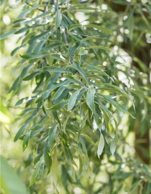 Hängende Wildbirne 'Pendula'